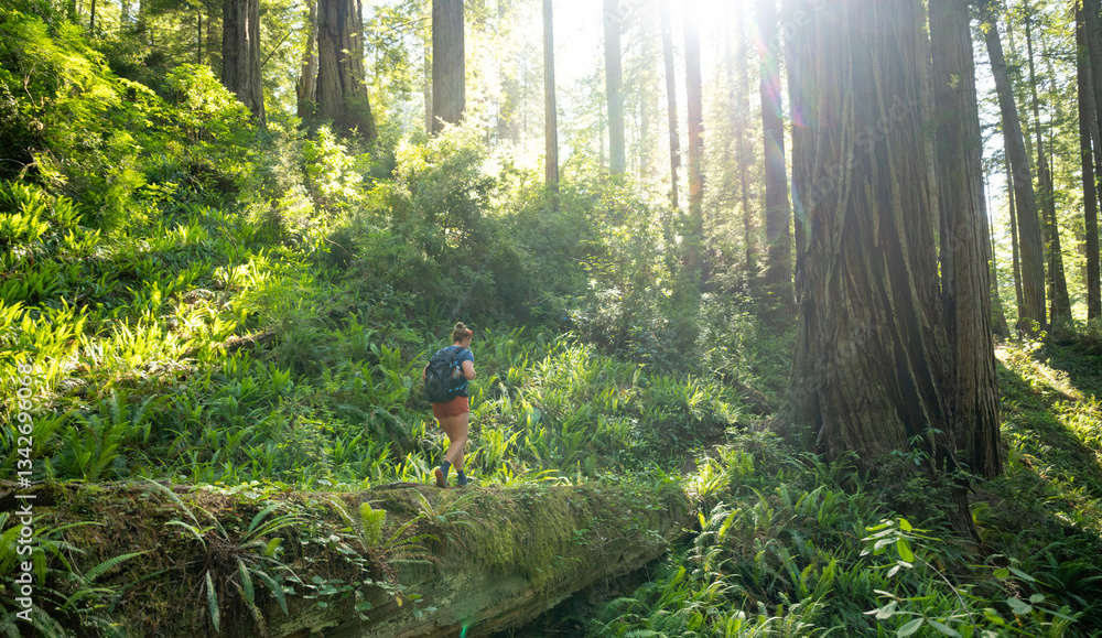 Hiker Crosses Fallen Giant Tree In Redwood Forest