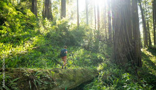 Obraz na płótnie Hiker Crosses Fallen Giant Tree In Redwood Forest w salonie