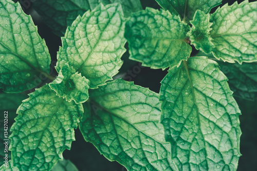 Fresh Green Mint Leaves in Beautiful Detail with Water Droplets