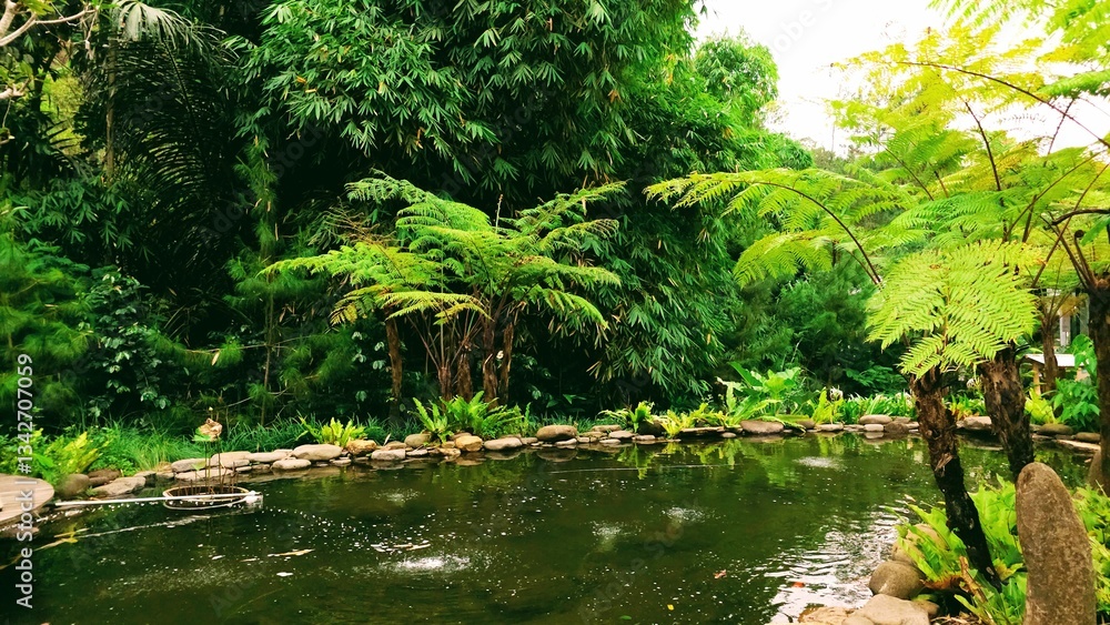 Obraz premium Exotic mountain tree fern cyathea, growth at the green beautiful garden. Ferns want their soil to stay evenly moist, not drying out completely between waterings.