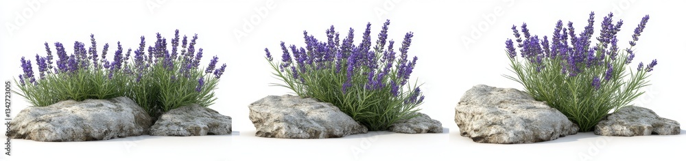 Fototapeta premium Lavender Plants on Rocks