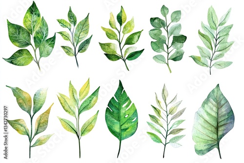 Set of watercolor Boho Botanical Leaves hand drawn on a white background