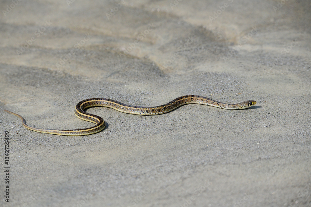 Fototapeta premium Snake - Beautiful Striped Keelback Snake on River Sand