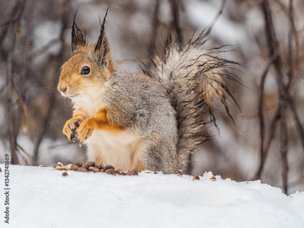 The squirrel in winter sits on white snow. The squirrel in winter sits on white snow.