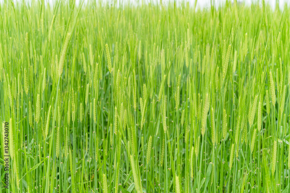 Obraz premium From the beginning of spring, green barley is beautifully green
