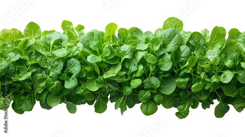Fresh Greens: A vibrant, close-up shot of a healthy, fresh crop of green leafy vegetables, showcasing their natural texture and color.