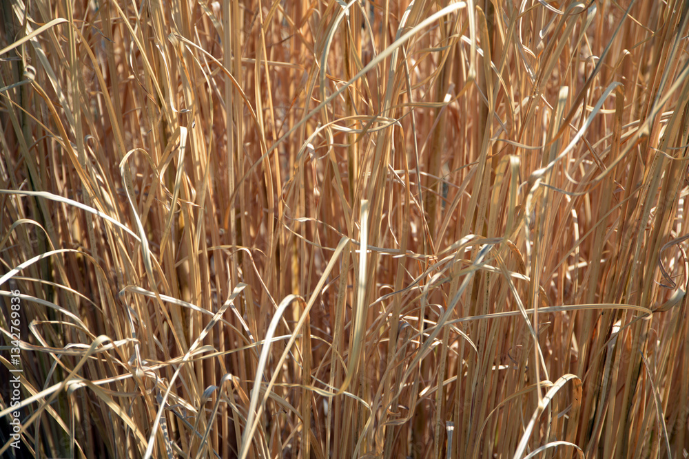 Fototapeta premium 葉模様 自然の造形