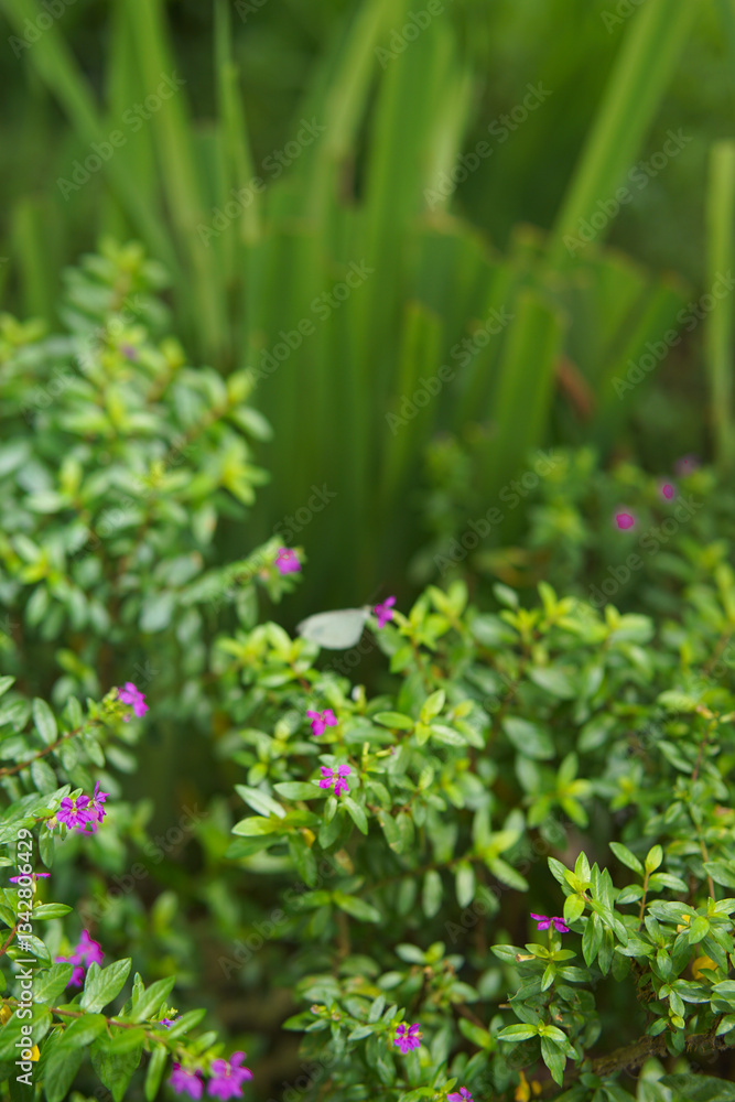 Purple Cuphea Hyssopifolia flowers plant. Mexican Heather Or False Heather plant photography Purple Cuphea Hyssopifolia flowers plant. Mexican Heather Or False Heather plant photography