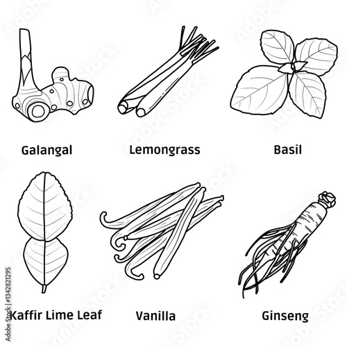 Hand-drawn vector sketch set of herb and spices collection containing galangal, lemongrass, basil, kaffir lime leaf, vanilla bean, and ginseng illustration line art. Seasoning food. 