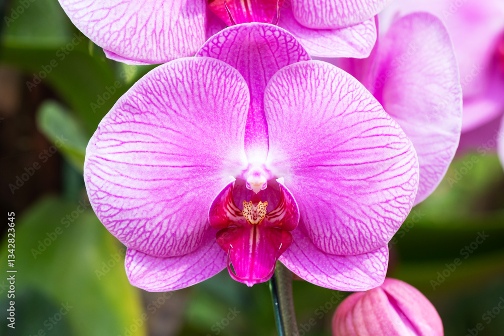 Close-up pink - white orchid on green blur bacground.