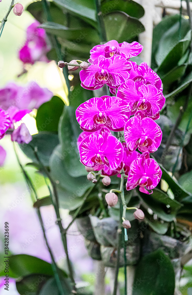 pink orchid bouquet on blur bacground