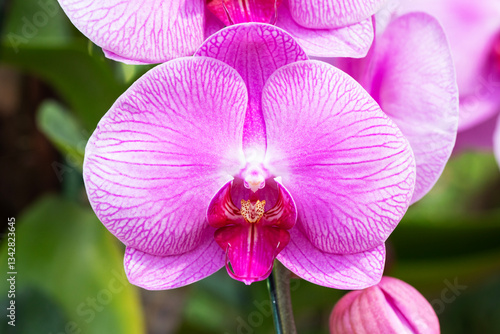 Obraz na płótnie Close-up pink - white orchid on green blur bacground. w salonie