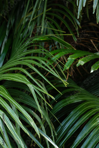 Tropical green background of lush greenery like palm leaves outdoor at daytime on Taketomi island in Okinawa prefecture in Japan with space for text.