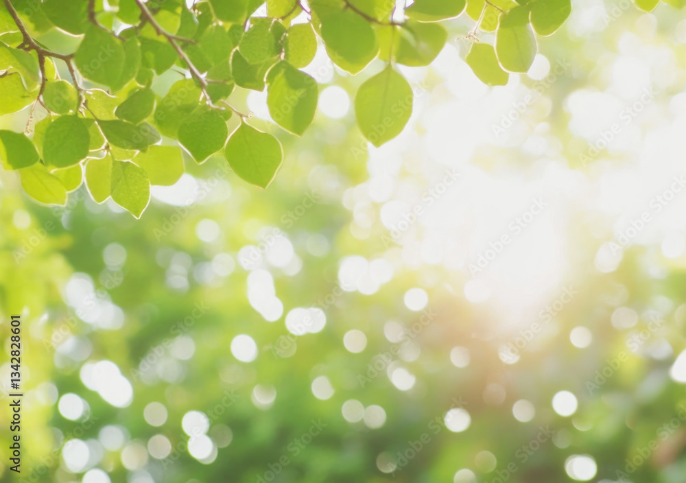 Fototapeta premium Sun-Kissed Foliage: a captivating glimpse of lush green leaves gently touched by the sun, creating a serene and refreshing ambiance, ideal for evoking a sense of renewal and natural beauty.