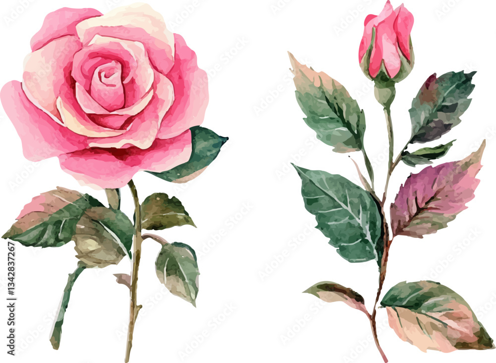 Fototapeta premium set of roses isolated on white