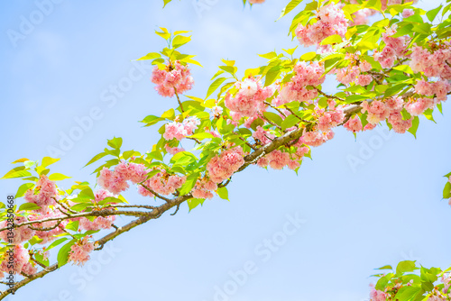 Wallpaper Mural Pink double cherry blossoms are in full bloom on a clear day Torontodigital.ca