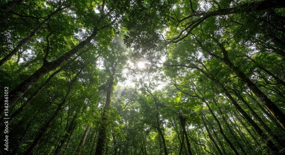 Fototapeta premium Lush Green Forest Canopy with Sunlight Filtering Through Leaves in Nature