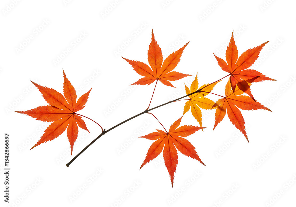 White Background Isolated Maple Leaf Pattern, Natural Maple Leaf Cover with Red and Yellow Tones White Background Isolated Maple Leaf Pattern, Natural Maple Leaf Cover with Red and Yellow Tones