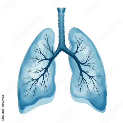 Human Lungs, Bronchial Tree, Light Blue Illustration