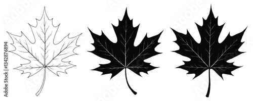 Three Maple Leaves Graphic Black and White Contrast