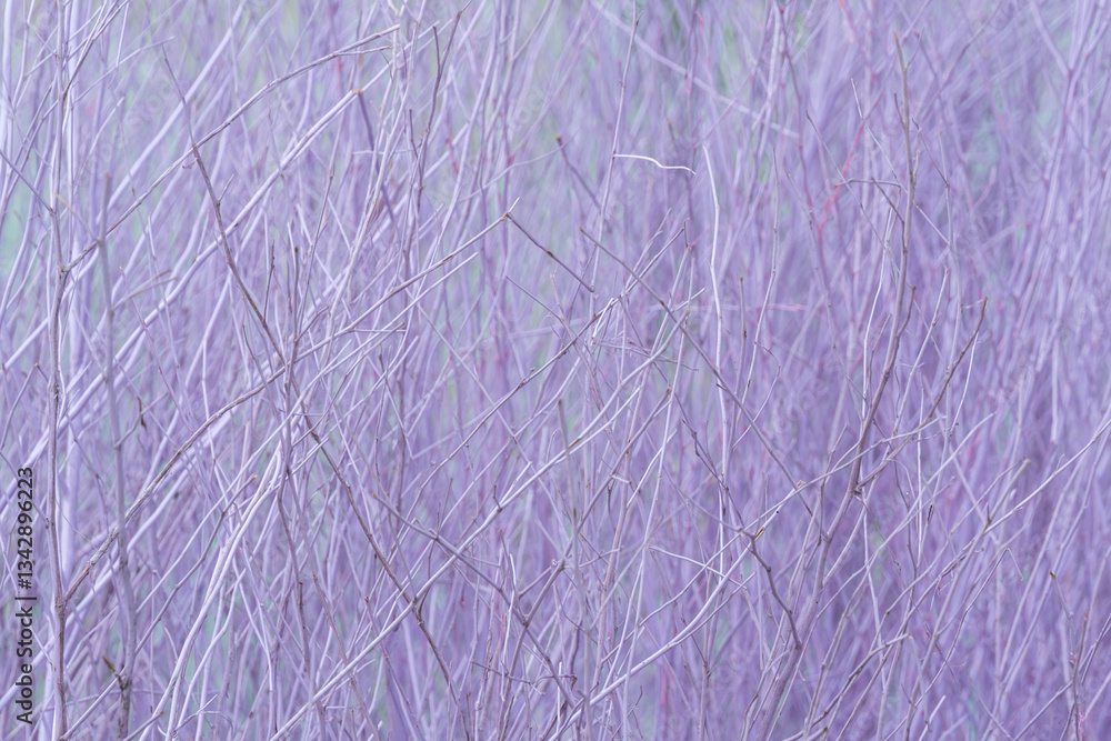 Fototapeta premium Delicate intertwined dried branches with soft pastel hues, creating a serene and abstract nature-inspired background, symbolizing minimalism, fragility, and organic texture for artistic and decorative