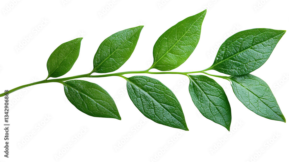 Leafy Branch: A sprig of lush green leaves showcases the intricate details of nature's artistry Leafy Branch: A sprig of lush green leaves showcases the intricate details of nature's artistry