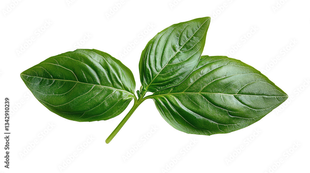 Fresh Basil Leaves: Showcasing the vibrant green leaves of basil in a close-up shot. Fresh Basil Leaves: Showcasing the vibrant green leaves of basil in a close-up shot.