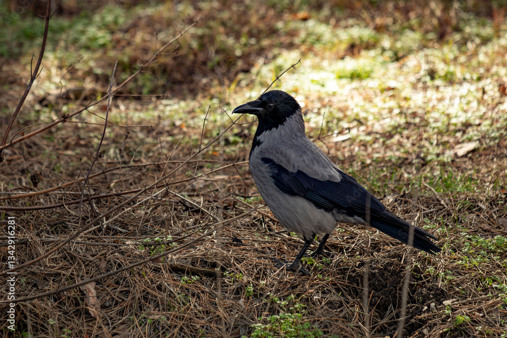 A black and gray bird is standing on the ground in a grassy area A black and gray bird is standing on the ground in a grassy area