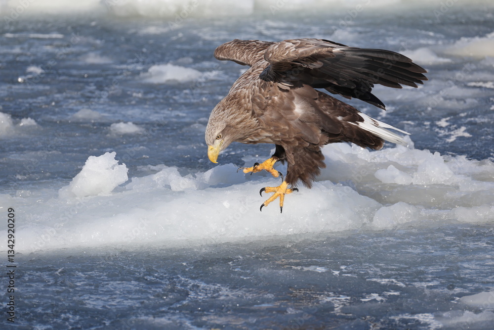 Obraz premium The white-tailed eagle (Haliaeetus albicilla) in Hokkaido, Japan