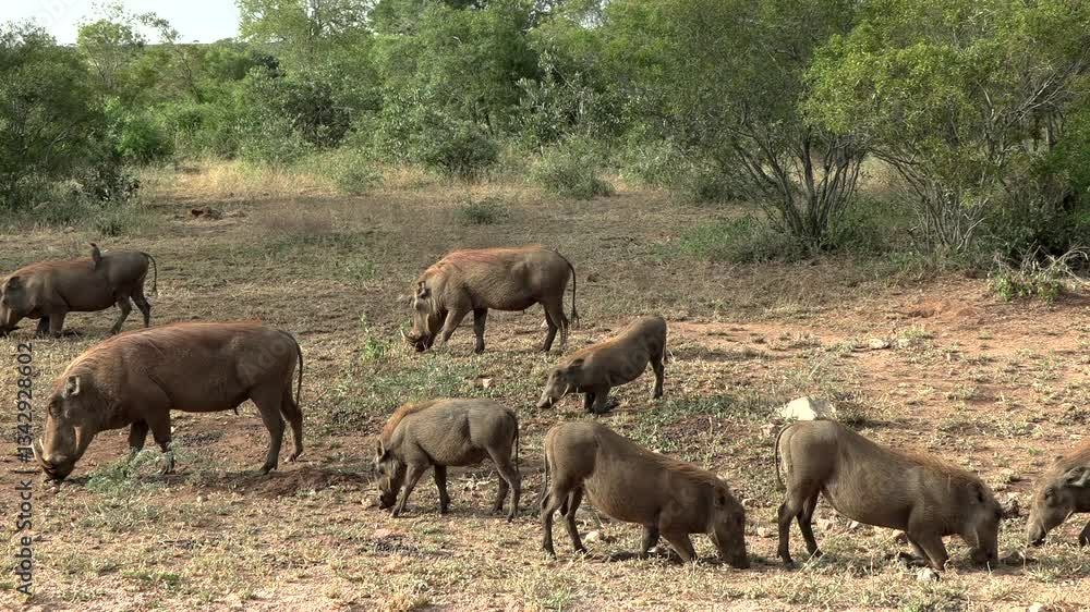A large group of common warthogs, mother and young feeding together in the wild of Africa. A large group of common warthogs, mother and young feeding together in the wild of Africa.