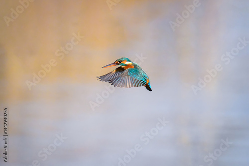 Common Kingfisher Just Before Diving