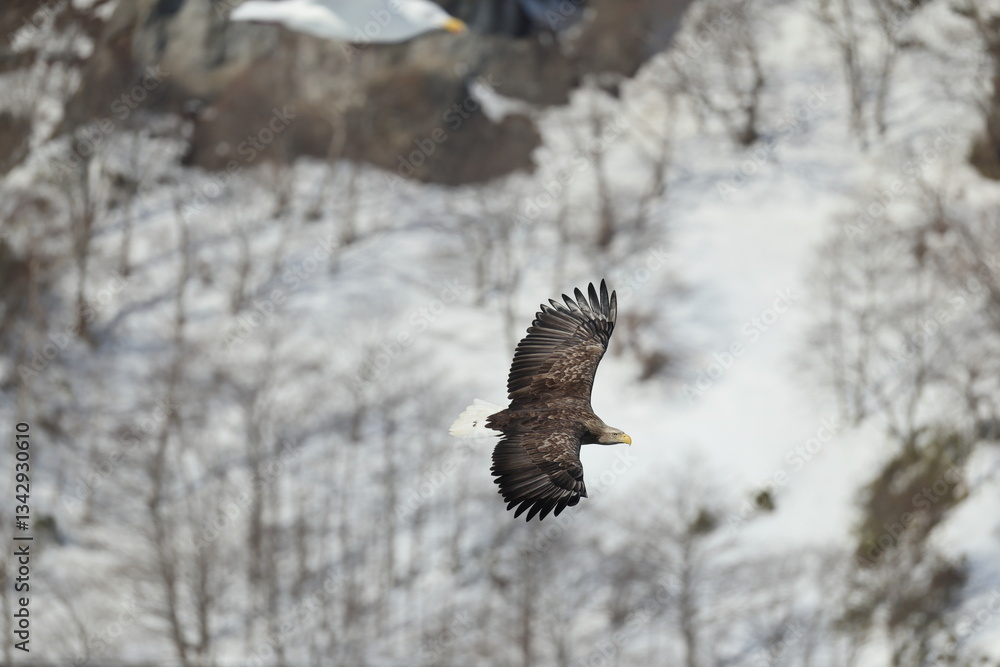 Obraz premium The white-tailed eagle (Haliaeetus albicilla) in Hokkaido, Japan