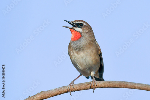 Cute and Beautiful Bird - Siberian Rubythroat Singing on a Tree Branch