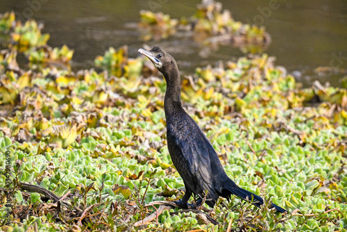Calm Little Cormorant Sunbasking on the Bank of a Lake