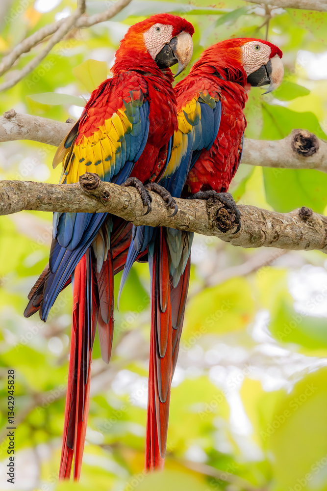 Pair of Scarlet macaw (Ara macao). The envelope of the Carera National Park, Costa Rica. Selective focus on bird's eyes