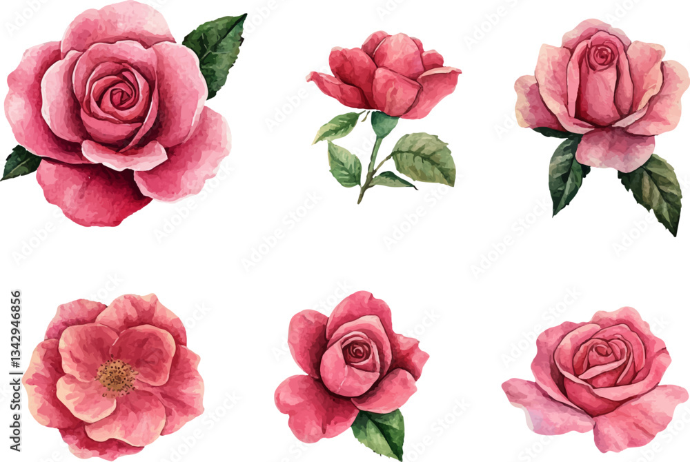 Naklejka premium Botanical Watercolor Pink Rose