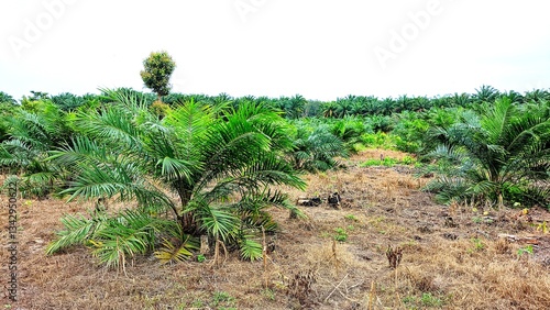 Oil palm plantation with a planting age of two years