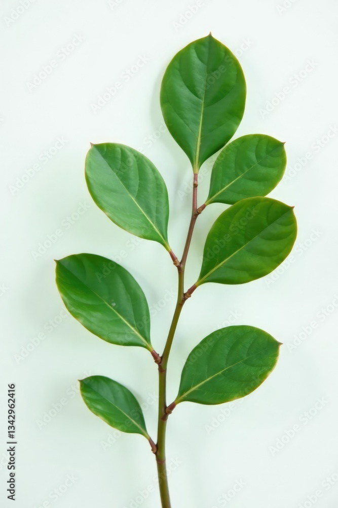 Obraz premium Single eucalyptus leaf against clean white background, branches, leaves, closeup