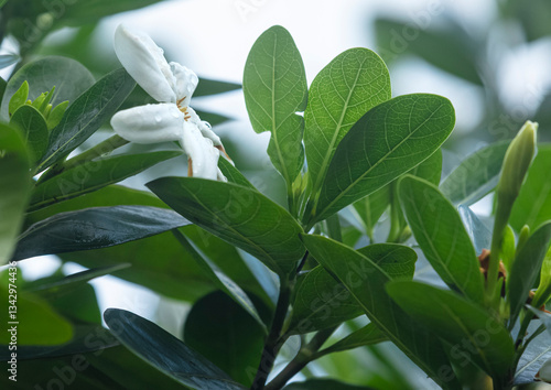 Wallpaper Mural Tiare Tahiti - Gardenia Taitensis Torontodigital.ca