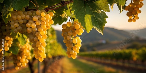 Obraz na płótnie Fresh grapes hang from lush vines in a picturesque vineyard at sunset, showcasing ripe harvest ready for picking in autumn w salonie