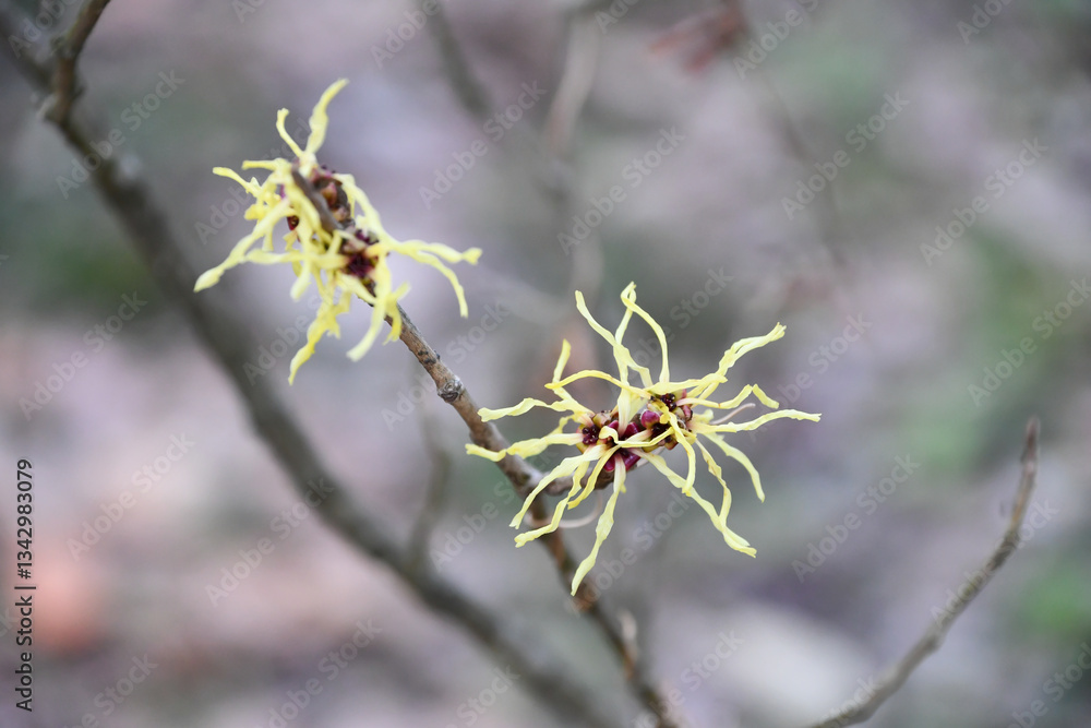 ハマメリス hamamelis ハマメリス hamamelis