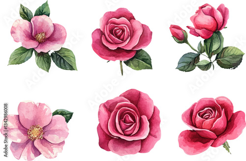 Romantic Watercolor Pink Rose Flower