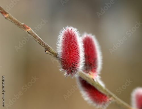 Rote Pfote - Goat willow