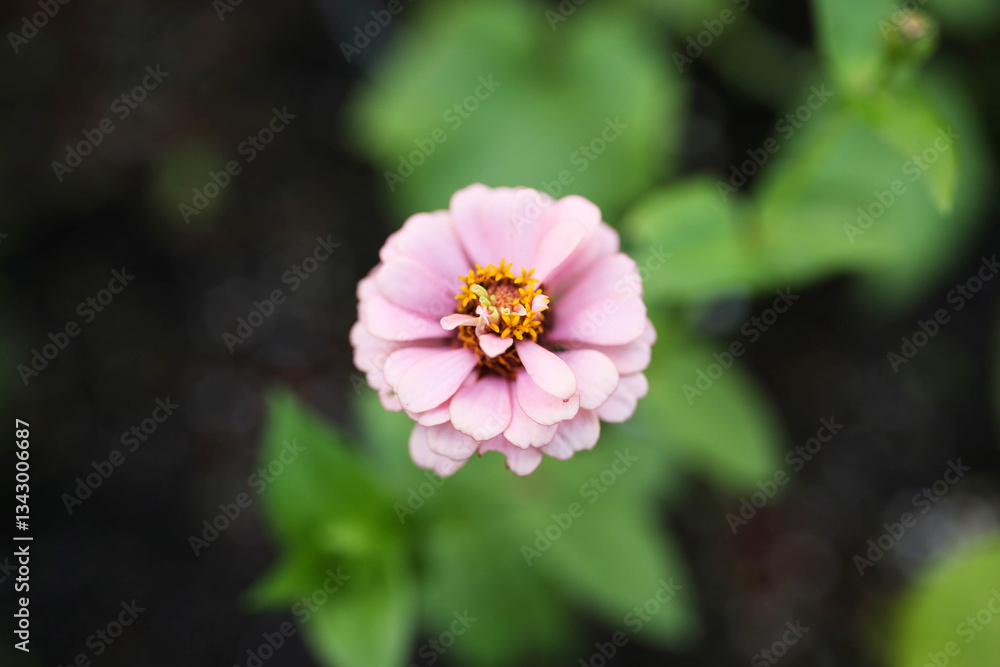 Obraz premium Pink zinnia flower in garden bed