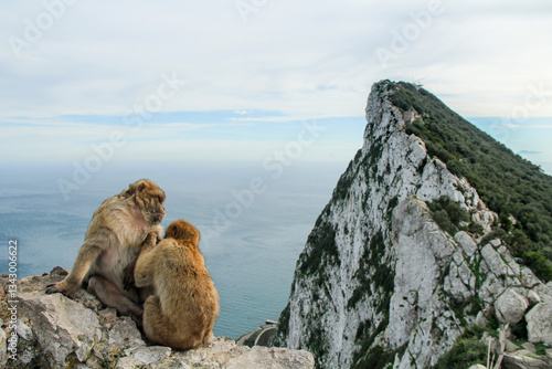 2 monkeys cleaning each other in Apes Den, Gibraltar
