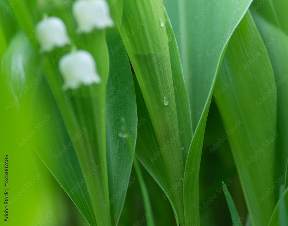 Fototapeta premium White lily of the valley flowers background. Close-up