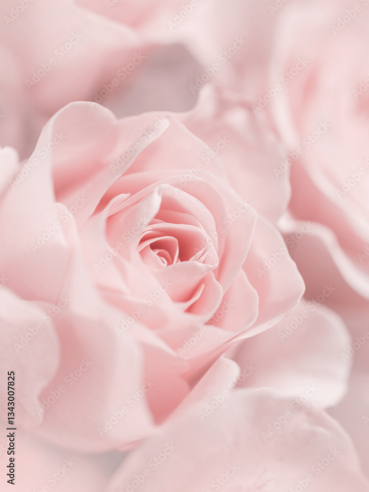 Fototapeta premium Soft Pink Rose – Gentle Close-Up