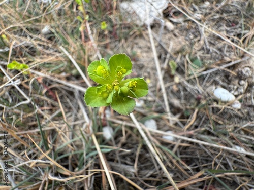 Euphorbia helioscopia, the sun spurge or madwoman's milk, is a species of flowering plant in the spurge family Euphorbiaceae. It is a herbaceous annual plant, native to most of Europe, Africa.
 photo