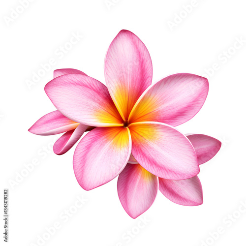 Beautiful Plumeria Blossom Isolated on Transparent Background
