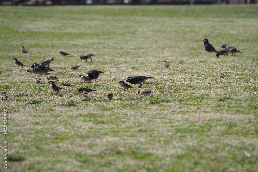 ムクドリとスズメのいる風景、芝生の公園 ムクドリとスズメのいる風景、芝生の公園